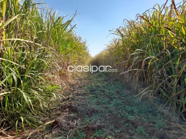Propiedad de 75 hectáreas mecanizadas en valenzuela – cordillera, foto 4