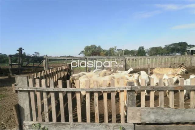 De 500 ha 1,000,000 usd juan de mena cordillera, foto 3