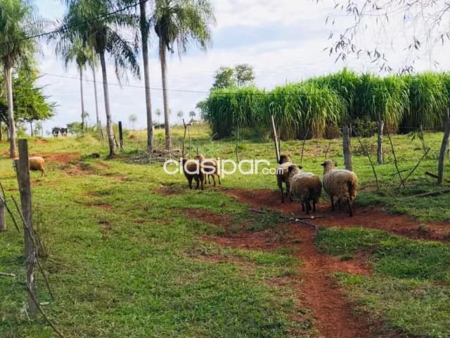 Piribebuy – itá morotî: 8 hectareas, pasturas, ganadería, equipada – 840.000.000 gs — foto 3