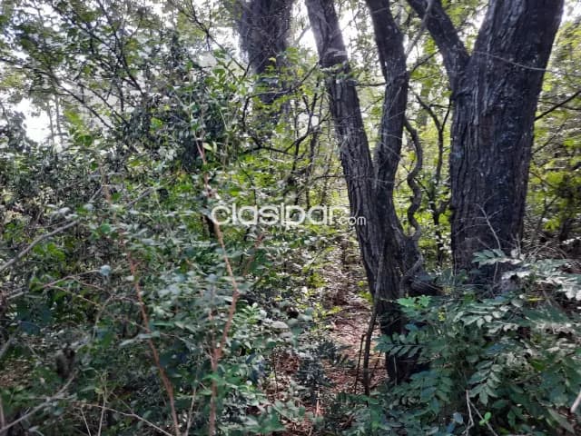 7 ha.con arroyito en Nueva Colombia, foto 2