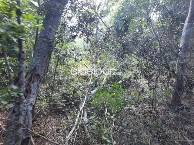 7 ha.con arroyito en Nueva Colombia, foto 3