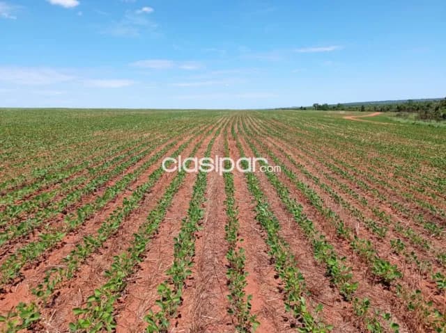 Cerrito – curuguaty: 1.000 has mecanizadas, p/ agricultura, 5.500 usd / ha — foto 2