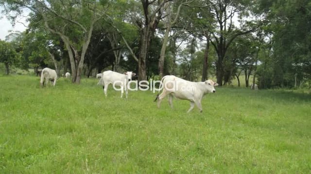 Estancia formada la colmena para ganadería engorde intensivo y semi intensivo agricultura, foto 5