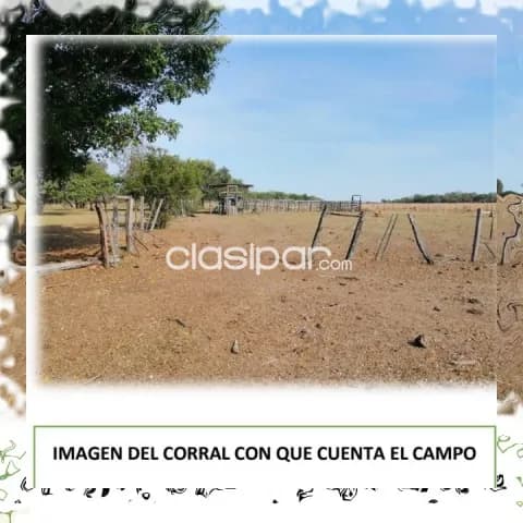75 hectáreas. Un sólo título. Campito. Agrícola-Ganadero. Vendo en Itapúa. Cnel. Bogado — foto 4