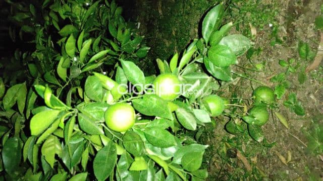Terreno en Limpio