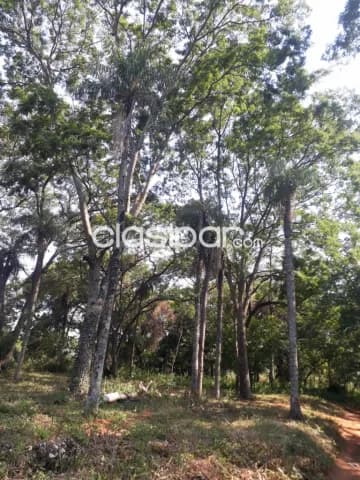 TERRENO 3.072 m² – Zona Ita Anguá, Luque, foto 3