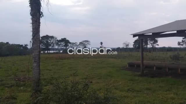 36 hectáreas. Más aprox. 20 ha. Exc. A 4 kilómetros de la Ruta VIII. Itapúa - Cnel.Bogado, foto 4