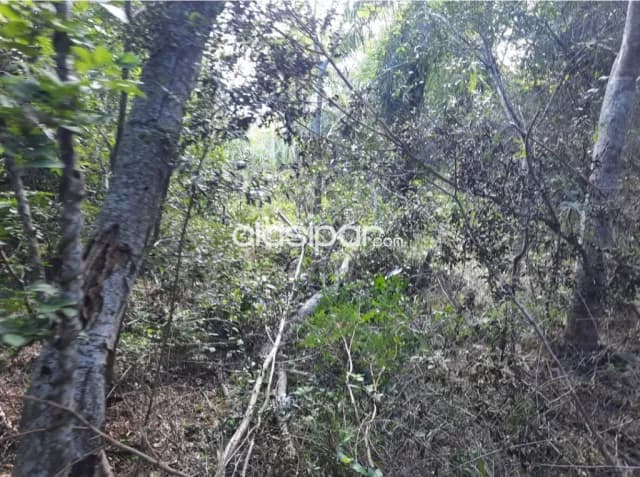 Oferta de 1 ha.en Nueva Colombia, foto 5