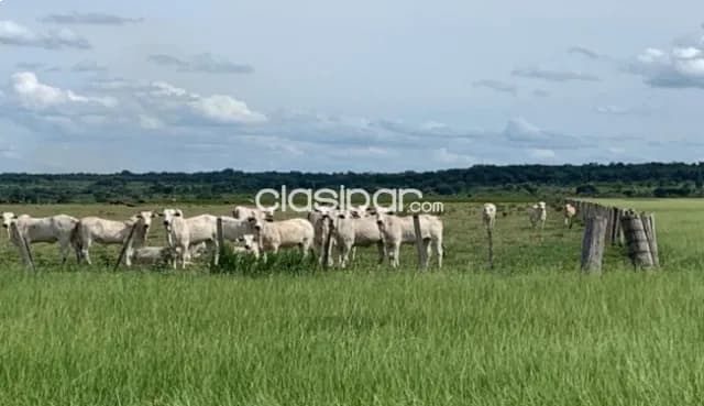 En venta excelente establecimiento ganadero/ agricola — foto 4