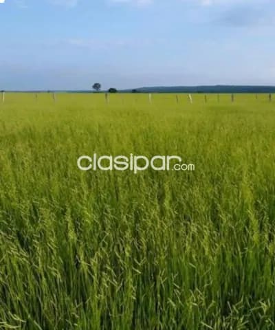 En venta excelente establecimiento ganadero/ agricola — foto 5