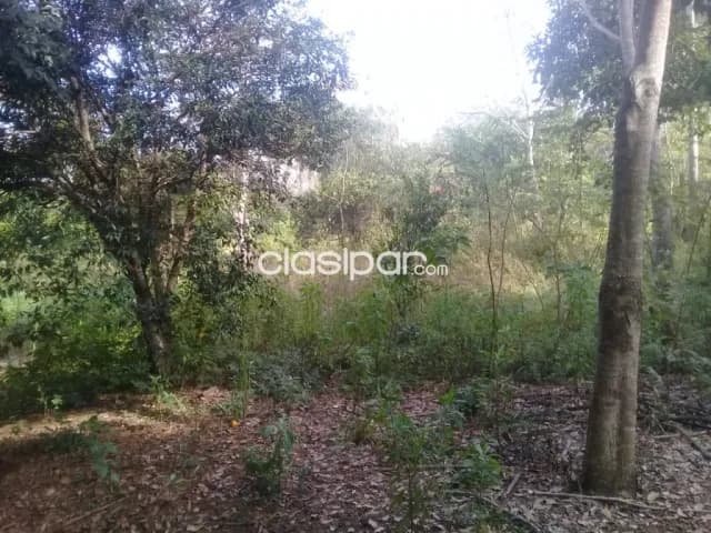 Emboscada: 8 has, granja p/ criaderos varios, oportunidad!! 1.100.000.000 gs — foto 4