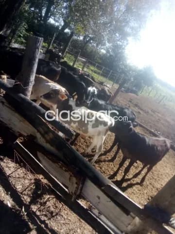 Emboscada: 8 has, granja p/ criaderos varios, oportunidad!! 1.100.000.000 gs — foto 5