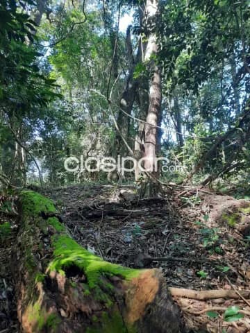 Col. Independencia (vista alegre): 17 has, arroyos, bosques, pasturas, ideal p/ ganadería, foto 5