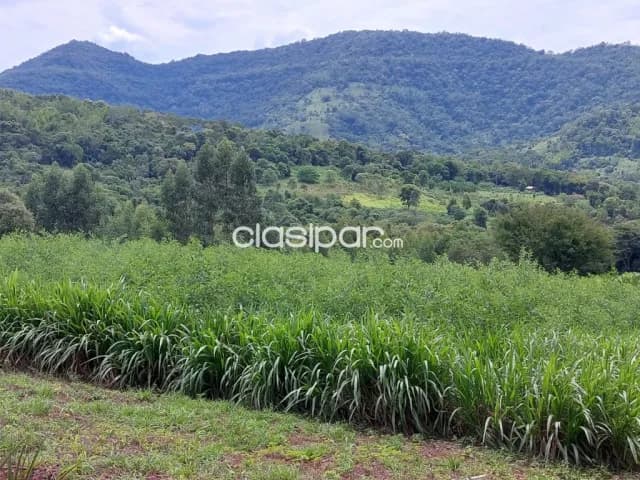 Col. Independencia (joberé): 50 has, arroyos, monte natural, ideal p/ agricultura, ganader, foto 5