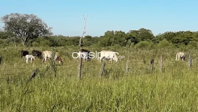 Granja en General Delgado - 4 Ha, foto 5