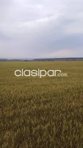Campo Agrícola Mecanizado en Hernandarias sobre Ruta - 114 Ha, foto 3