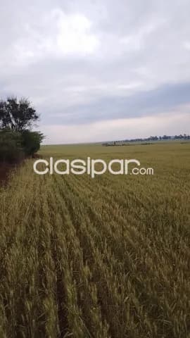 Campo Agrícola Mecanizado en Hernandarias sobre Ruta - 114 Ha, foto 4