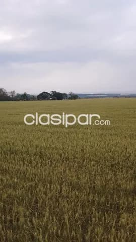 Campo Agrícola Mecanizado en Hernandarias sobre Ruta - 114 Ha, foto 5