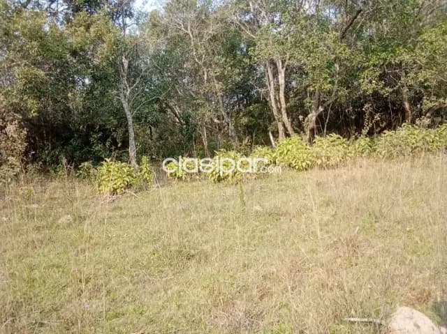 Altos – cordillera: Vendo 10 hectareas, a cuadras de la ruta camino a atyrá, foto 3