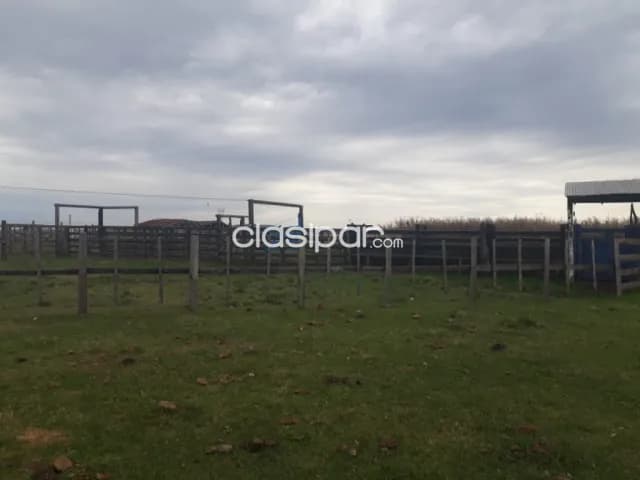 Campo Ganadero en Caapucu - 130 Ha — foto 4
