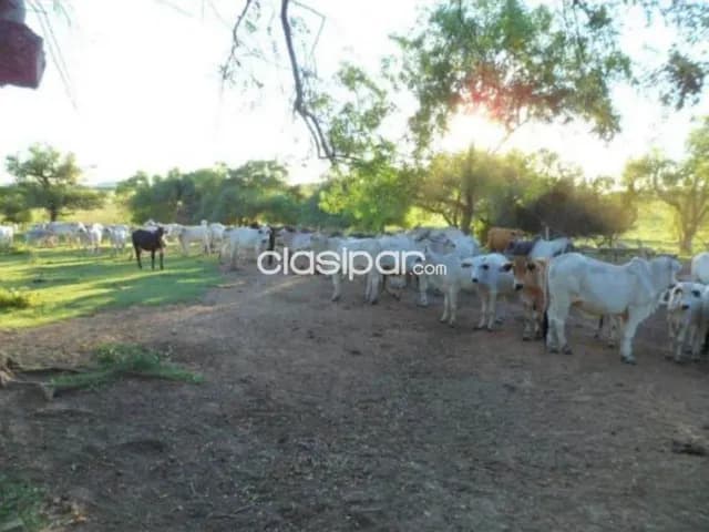 Caazapá: 222 has, estudio técnico de oro, infraestructura full, 7.500 usd/ha — foto 4