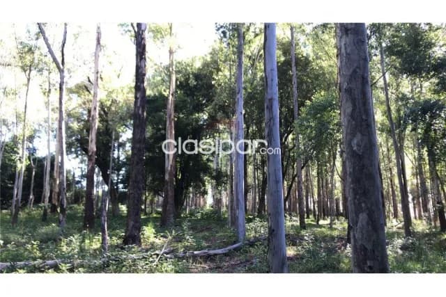 En cambyreta 11 hectareas con eucalital zona tacuari, foto 3