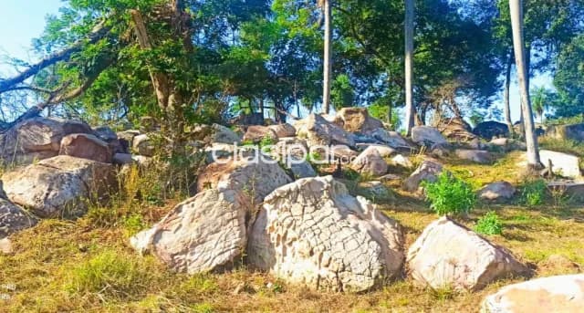Nueva colombia – cordillera: Granja modelo, agro-ganadera en funcionamiento, frutales, foto 3