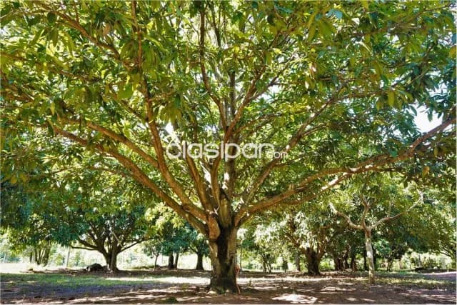 Ofertaa!!!...en venta imponente granja productiva de superf. 3 has. 7.668 m2. En ita!!!, foto 4