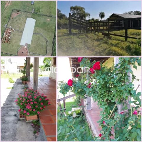 166 hectáreas formado. Se vende íntegramente produciendo. No incluye animales de contado.! — foto 4