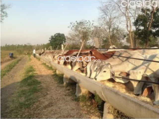 Campo Agrícola/Ganadero en Santani - 200 Ha — foto 4