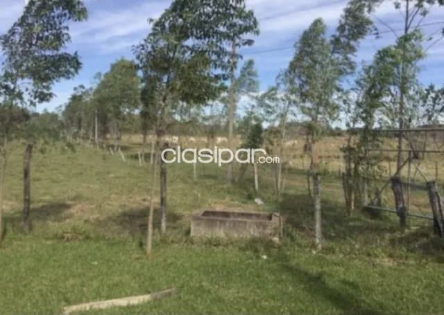 Campo Agrícola/Ganadero en Santani - 200 Ha — foto 5