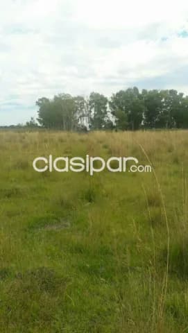 Ñeembucú – pilar s/ ruta afaltada: 50 has inmejorables, p/ crianza, gallineria, granja, foto 3