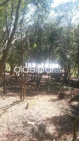 Bajo De Precio Capiibary San Pedro 990 Has S Ruta Asfaltada En Funcionamiento, foto 4