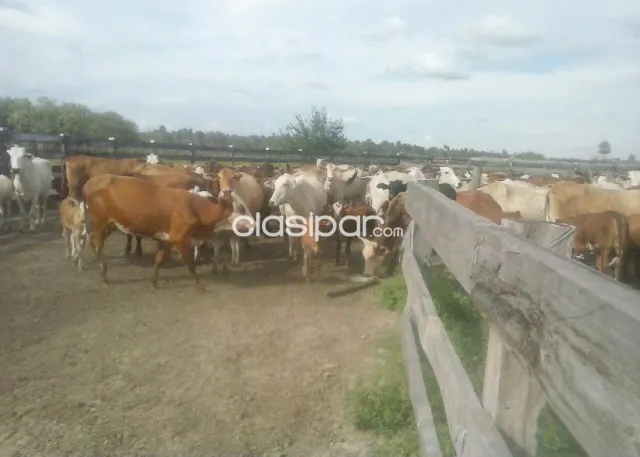 Estancia de 5.310 Hectáreas en Toro Pampa Chaco - CLCS4761214 — foto 4