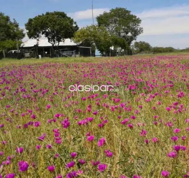 Estancia de 5.310 Hectáreas en Toro Pampa Chaco - CLCS4761214 — foto 5