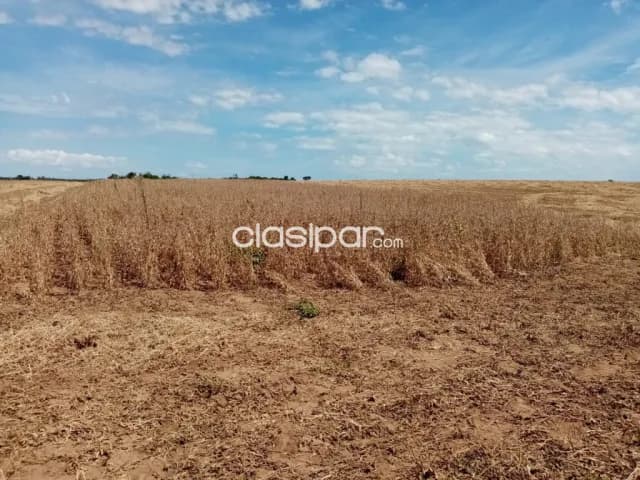 hermoso campo de 114 hectáreas en Coronel Bogado - CLCS4765611, foto 5