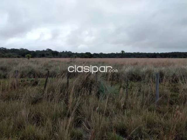 Campo Agrícola/Ganadero en Eusebio Ayala sobre Ruta Pavimentada - 62 Ha, foto 4