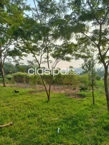 Granja Agrícola/Ganadera en Dr. Cecilio Báez - 20 Ha — foto 3
