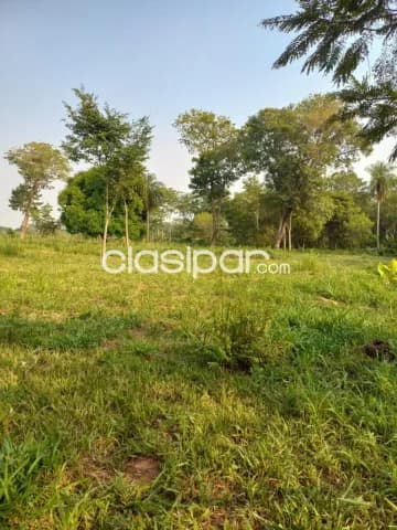 Granja Agrícola/Ganadera en Dr. Cecilio Báez - 20 Ha — foto 4
