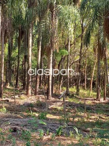 Granja Agrícola/Ganadera en Dr. Cecilio Báez - 20 Ha — foto 5