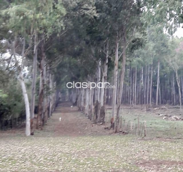 Terreno Forestal en Capitan Miranda - 11 Ha