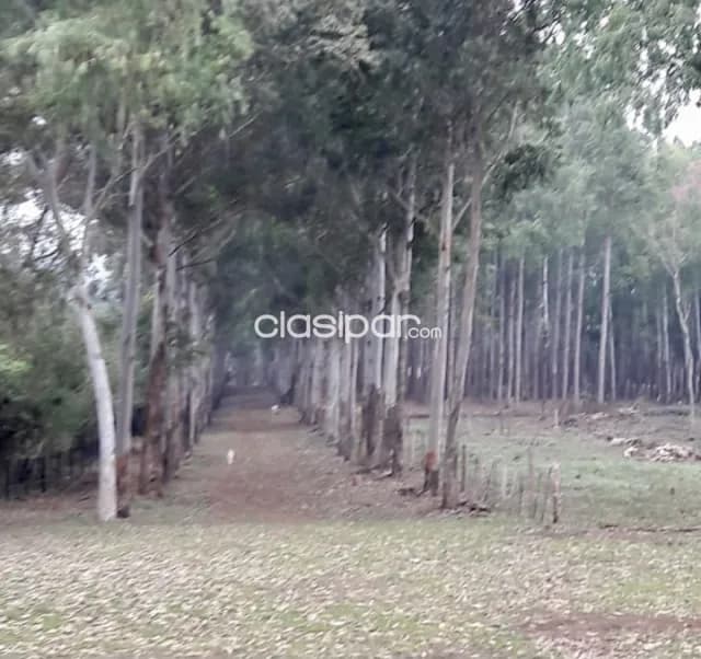 Terreno Forestal en Capitan Miranda - 11 Ha, foto 2