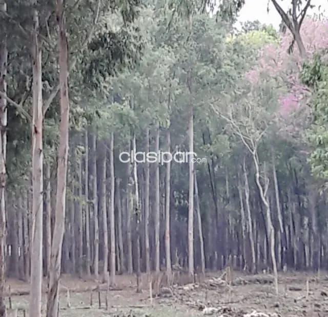 Terreno Forestal en Capitan Miranda - 11 Ha, foto 3