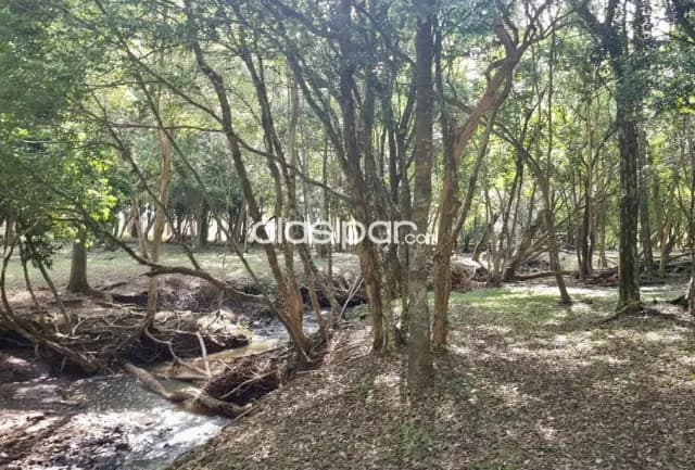 Terreno Forestal en Capitan Miranda - 11 Ha, foto 4