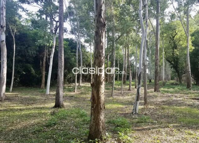 Terreno Forestal en Capitan Miranda - 11 Ha, foto 5