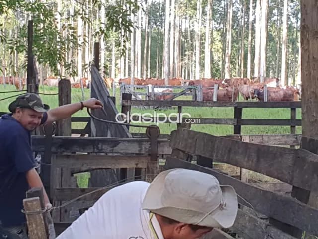 Caazapa – tranquera cerrada: 830 has, totalmente equipada + pastura implantada — foto 4