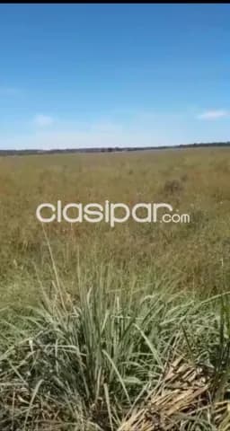Paraguarí: Rento 2.500 has, p/ agro-ganadería, alta rentabilidad, precio a convenir — foto 2
