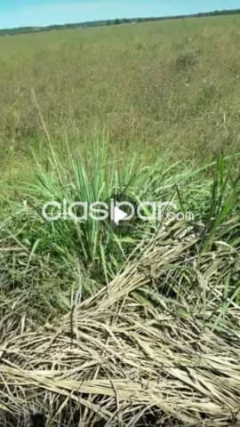 Paraguarí: Rento 2.500 has, p/ agro-ganadería, alta rentabilidad, precio a convenir — foto 4