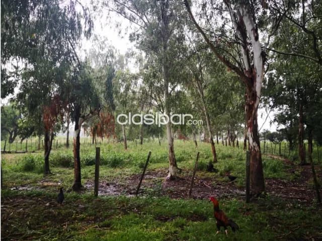 Villeta (prox. Nva italia, carapeguá): 600 has, p/ loteamientos, granjas, quintas, foto 4