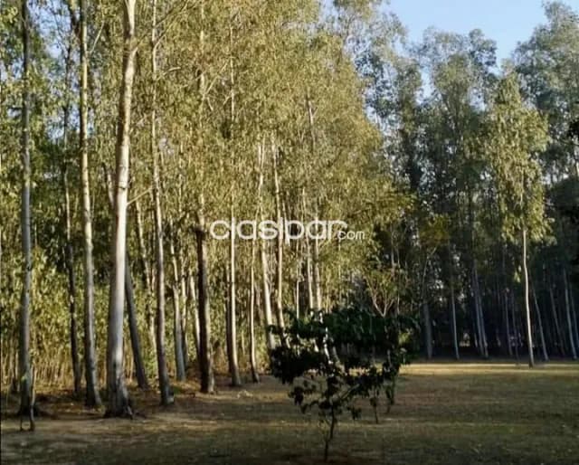 Granja Ganadera en Pirayu - 26 Ha — foto 2